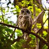 NYC Bird Lovers Mourn Loss Of Popular Barred Owl Killed In Central Park